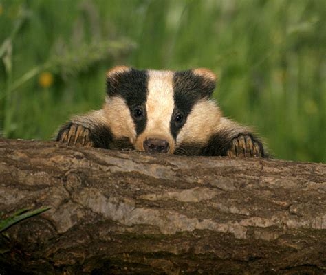This Is My Sneaking Badger Pose Badger Baby Badger Badger Images