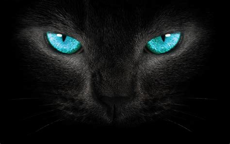 Cat Turquoise Eyes 猫目メイク クールな猫 子猫