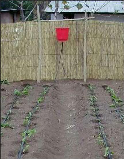 Diy Gravity Drip Bucket Irrigation Systems For Vegetable Gardens