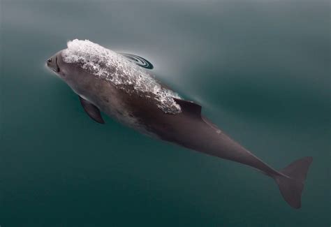Living In The Fast Lane Rapid Development Of The Locomotor Muscle In Immature Harbor Porpoises