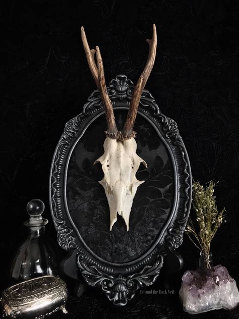 Victorian Roe Deer Antlers Plaque Taxidermy Taxidermy Art Etsy Canada
