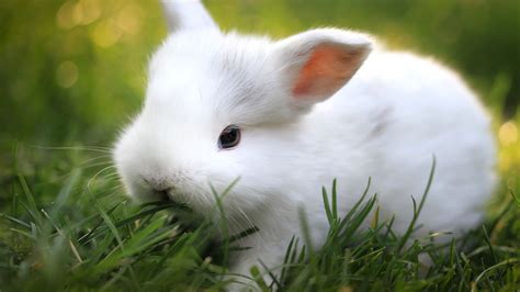 27 Cute White Baby Rabbit Wallpaper