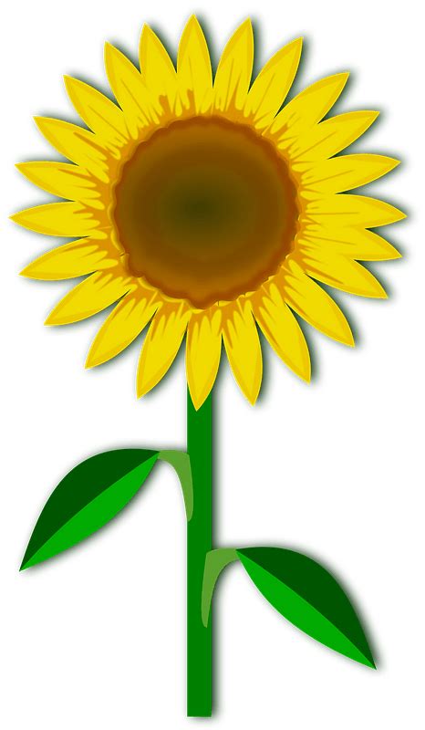 Sunflower Stem Clip Art