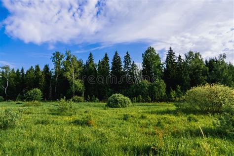 Natural Landscape With A Forest Of Birches And Fir Trees And A Green
