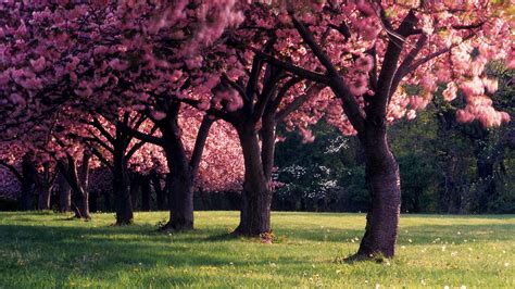 Spring Trees Nature Dandelion Landscape Seasons Depth Of Field