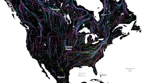 Animal Migrations In Animated Map Flowingdata