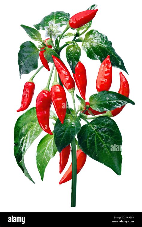 Aji Pimiento Bonanza Brasileña C Baccatum Planta Con Trazado De