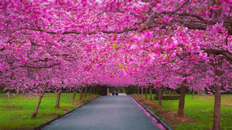 Desktop Hintergrundbilder Japanische Kirschblüte Allee 1920x1080