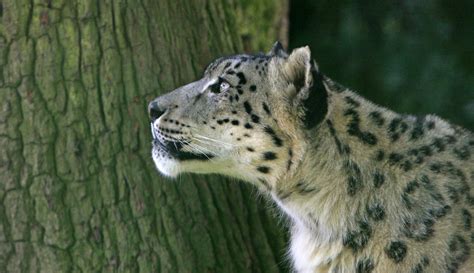 Snow Leopardleopardcatfelinehead Free Image From