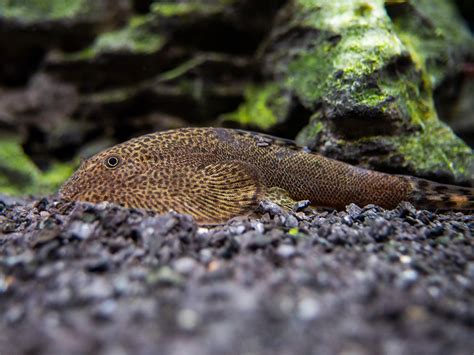 Butterfly Hillstream Loach Beaufortia Kweichowensis Aquatic Arts On