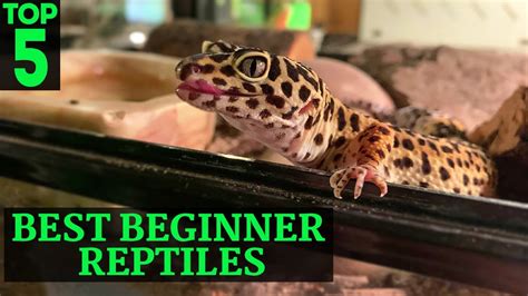 Top 5 | Best Beginner Reptiles - YouTube