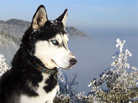 Snow Dogs Siberian Husky Wallpaper Photos 4954 Wallpaper High