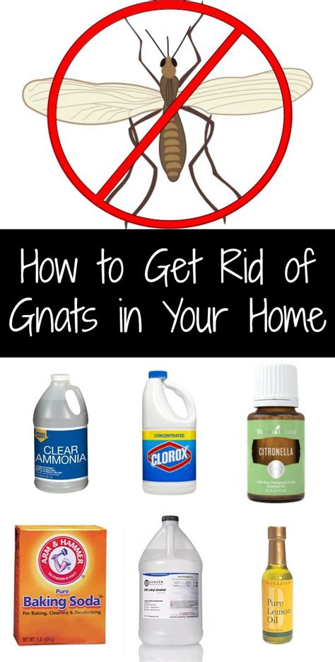 How To Get Rid Of Gnats In Kitchen Ideas Dhomish
