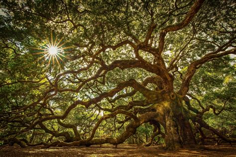 Angel Oak Tree On Johns Island South Carolina This Tree Is Located