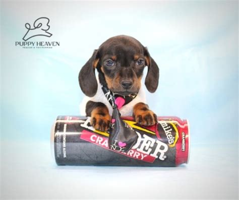 Our dachshund puppies are sold and shipped to all 50 states. Dachshund puppy dog for sale in Las Vegas, Nevada