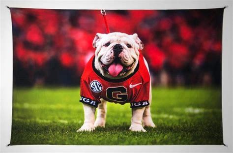 Uga Georgia Bulldogs Uga X Football Mascot Photo Tapestry Etsy Uga