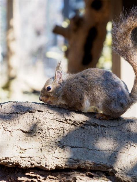Nyomblr Squirrel Animals Chipmunks