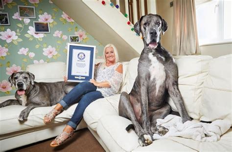 Worlds Tallest Dog Freddy The Great Dane Dies Age 8