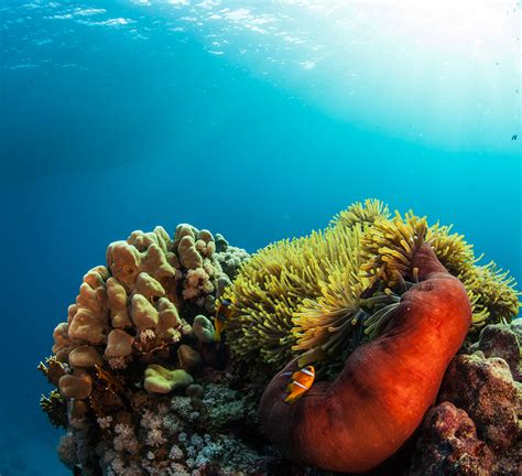 Red Sea Underwater Gallery Explorer Ventures