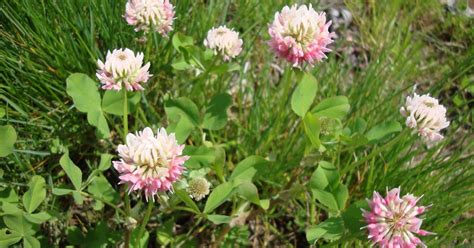 Clover Edible And Medicinal Uses ~ Missies Kitchen