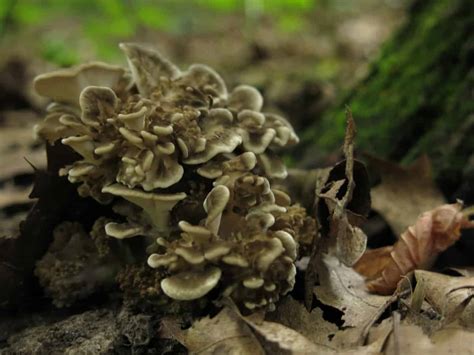 Hunting And Cooking Hen Of The Woods Mushrooms Also Known As Maitake