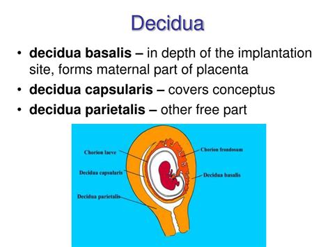 Ppt Nutrition Of Embryo And Fetus Powerpoint Presentation Free