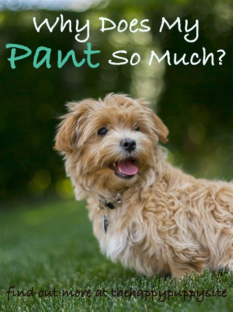The problem cannot wait two months. Why Do Dogs Pant? A Complete Guide To Dog Panting