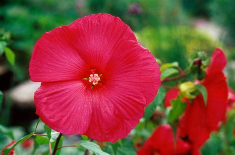 Check spelling or type a new query. 16 Plants With Big Flowers