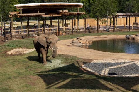 African Elephant Zoo Atlanta