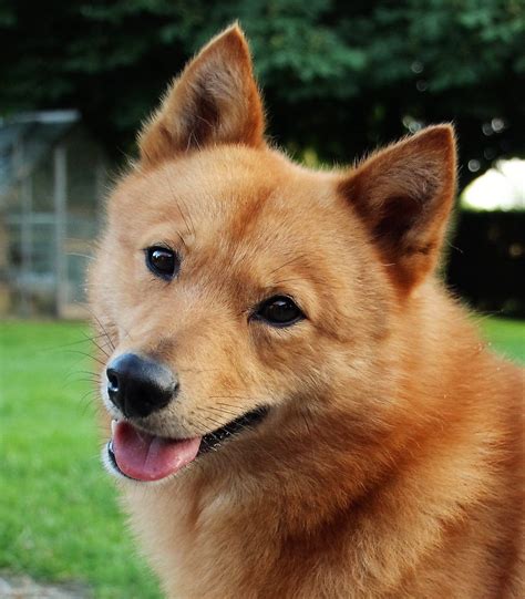Keeping pets is not exactly a child's play. Finnish Spitz (With images) | Finnish spitz, Dog breeds ...
