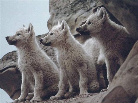 47 Cute Baby Wolf Wallpaper Wallpapersafari