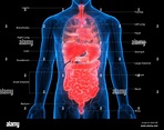 Menschlichen Körper Organe Anatomie Stockfotografie - Alamy