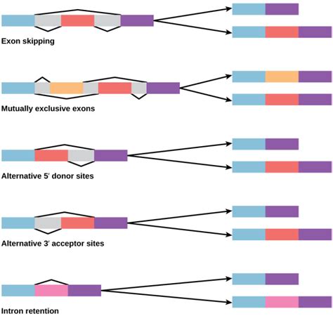 Eukaryotic Gene Regulation Biology For Majors I