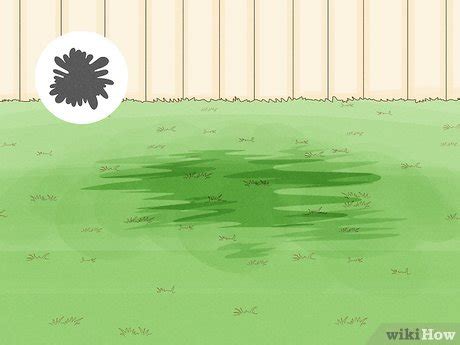 There are a few signs of lawn fungus that you may be already seeing but not know exactly what it is or the cause. 3 Ways to Treat Lawn Fungus - wikiHow