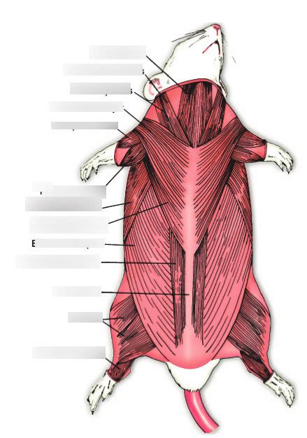 Exercise 48 Ventral View Of Rat Muscles Diagram Quizlet