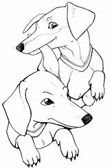 Dachshund Coloring Printable Drawing Puppy Stencil Template Long Dog Haired Dachshunds Silhouette Getcolorings Getdrawings Clube sketch template