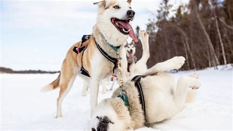 7 Days Dog Sled Adventure Lapland Arctic Friend