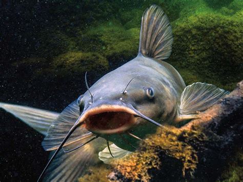 Fish and wildlife service, representing alabama, arkansas, florida, georgia, kentucky, louisiana, mississippi, north carolina, tennessee, the us virgin island, and puerto rico, a bureau in the department of interior. Catfish are an interesting variety to have as a pet