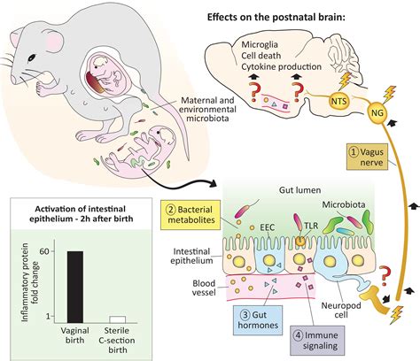 Frontiers First Encounters Effects Of The Microbiota On Neonatal