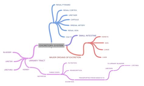 Excretory System Coggle Diagram