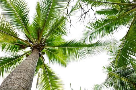 Premium Photo Beautiful Palm Tree