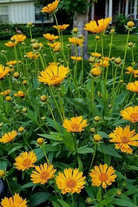 Coreopsis Jethro Tull Jethro Tull Is A Cross Of Coreopsis Auriculata Zamfir And Coreopsis