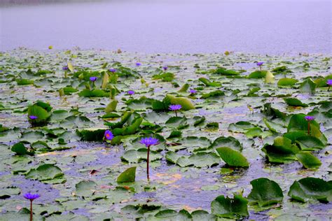 Free Download Hd Wallpaper Bangladesh National Flower Water Lily