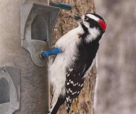8 Species Of Woodpecker In Michigan Bird Advisors