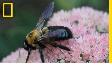 How To Train A Bumblebee Scientists Study Insect Intelligence