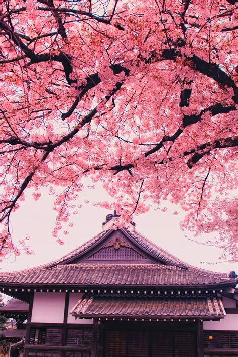 Banshy Cherry Blossom Wallpaper Aesthetic Japan Cherry Blossom Japan