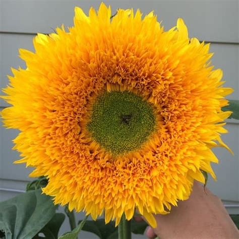 Teringin sgt nk ada bunga matahari sendri.last week beli benih helianthus di giant sbb tak jmpa sumber. Menakjubkan 13+ Bunga Matahari Sungold - Gambar Bunga Indah