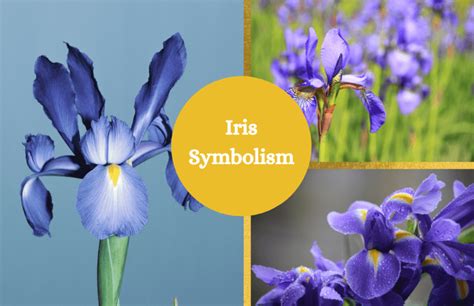 Iris Symbolism And Meaning Symbol Sage