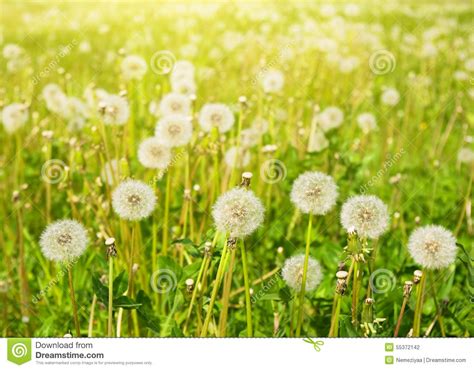 Dandelions On Summer Meadow Stock Photo Image Of Pattern Focused