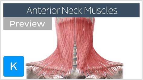 Anterior Neck Muscles Preview Human Anatomy Kenhub Youtube